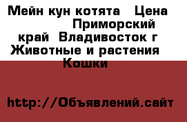 Мейн кун котята › Цена ­ 25 000 - Приморский край, Владивосток г. Животные и растения » Кошки   